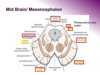 Mid Brain/ Mesencephalon
Periequedoctor grey
matter
 