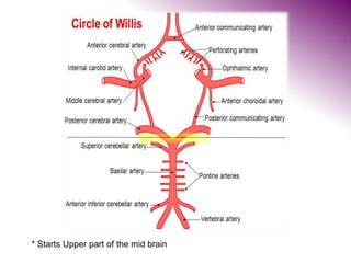 * Starts Upper part of the mid brain
 