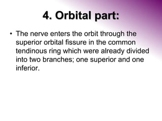 4. Orbital part:
• The nerve enters the orbit through the
superior orbital fissure in the common
tendinous ring which were already divided
into two branches; one superior and one
inferior.
 