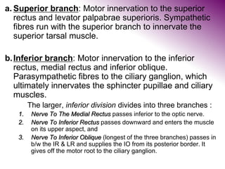 a. Superior branch: Motor innervation to the superior
rectus and levator palpabrae superioris. Sympathetic
fibres run with the superior branch to innervate the
superior tarsal muscle.
b.Inferior branch: Motor innervation to the inferior
rectus, medial rectus and inferior oblique.
Parasympathetic fibres to the ciliary ganglion, which
ultimately innervates the sphincter pupillae and ciliary
muscles.
The larger, inferior division divides into three branches :
1. Nerve To The Medial Rectus passes inferior to the optic nerve.
2. Nerve To Inferior Rectus passes downward and enters the muscle
on its upper aspect, and
3. Nerve To Inferior Oblique (longest of the three branches) passes in
b/w the IR & LR and supplies the IO from its posterior border. It
gives off the motor root to the ciliary ganglion.
 