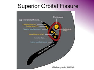 Superior Orbital Fissure
 