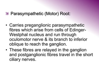 Parasympathetic (Motor) Root:
• Carries preganglionic parasympathetic
fibres which arise from cells of Edinger-
Westphal nucleus and run through
oculomotor nerve & its branch to inferior
oblique to reach the ganglion.
• These fibres are relayed in the ganglion
and postganglionic fibres travel in the short
ciliary nerves.
 