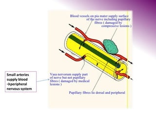 Small arteries
supply blood
→peripheral
nervous system
 
