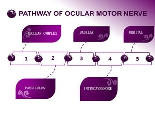 1 2 3 5
FASCICULUS
NUCLEAR COMPLEX BASILAR
INTRACAVERNOUS
PATHWAY OF OCULAR MOTOR NERVE
4
ORBITAL
 