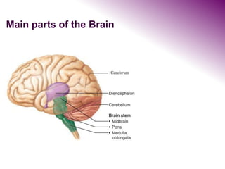 Main parts of the Brain
 