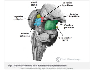 Oculomotor nerve | PDF