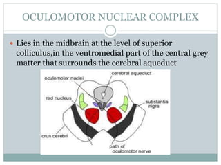 OCULOMOTOR NUCLEAR COMPLEX
 Lies in the midbrain at the level of superior
colliculus,in the ventromedial part of the central grey
matter that surrounds the cerebral aqueduct
 