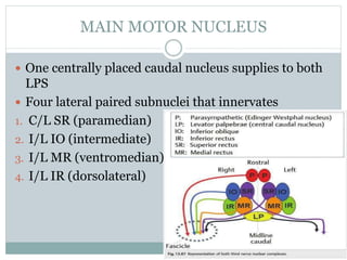 MAIN MOTOR NUCLEUS
 One centrally placed caudal nucleus supplies to both
LPS
 Four lateral paired subnuclei that innervates
1. C/L SR (paramedian)
2. I/L IO (intermediate)
3. I/L MR (ventromedian)
4. I/L IR (dorsolateral)
 