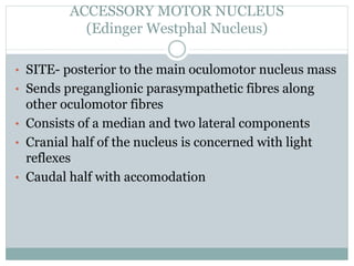 • SITE- posterior to the main oculomotor nucleus mass
• Sends preganglionic parasympathetic fibres along
other oculomotor fibres
• Consists of a median and two lateral components
• Cranial half of the nucleus is concerned with light
reflexes
• Caudal half with accomodation
ACCESSORY MOTOR NUCLEUS
(Edinger Westphal Nucleus)
 
