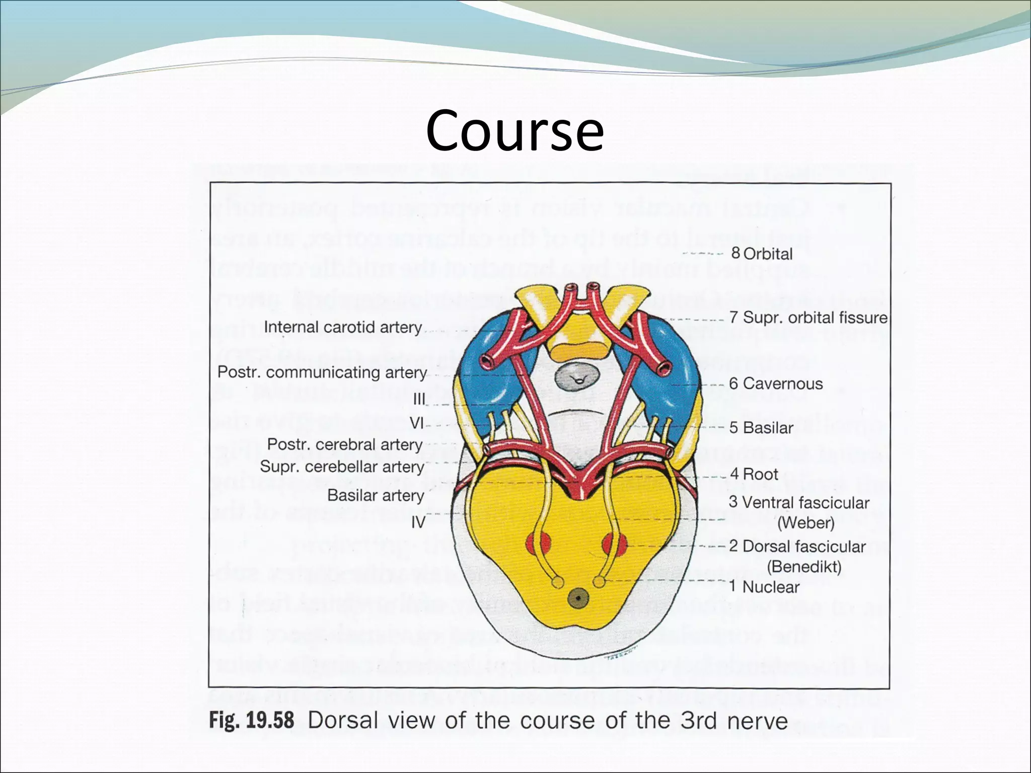 Oculomotor nerve palsy | PPT