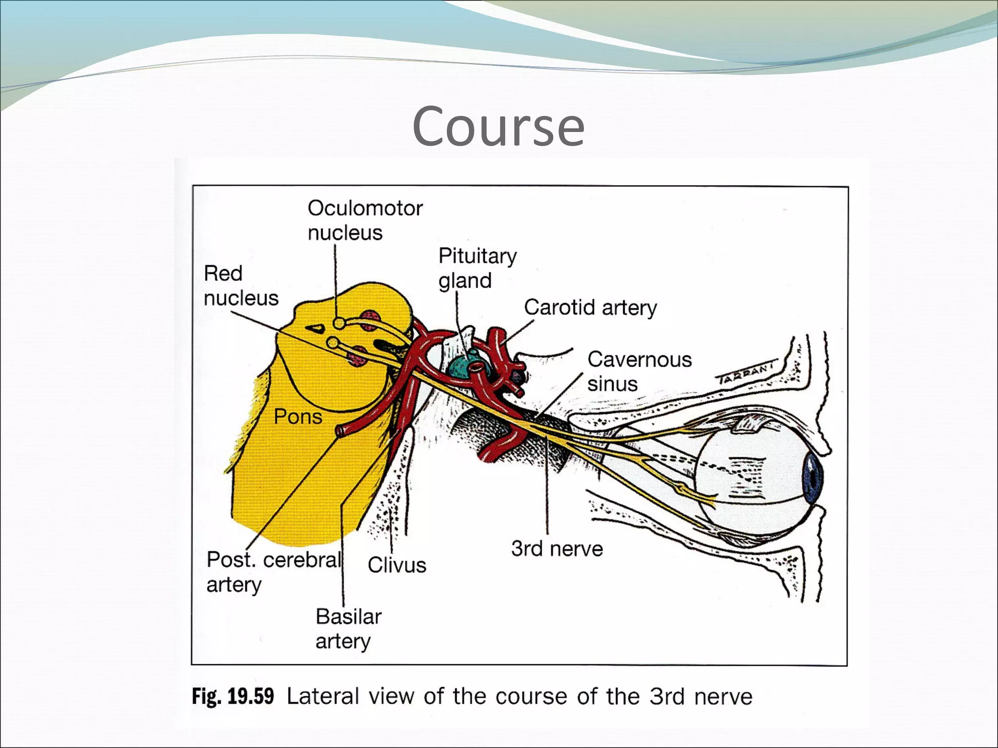 Oculomotor nerve palsy | PPT