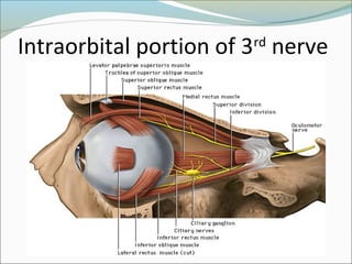 Intraorbital portion of 3rd
nerve
 