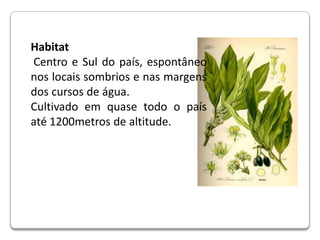 Habitat Centro e Sul do país, espontâneo nos locais sombrios e nas margens dos cursos de água.Cultivado em quase todo o país até 1200metros de altitude.