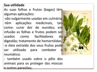 Sua utilidade As suas folhas e frutos (bagas) têm algumas aplicações:-são vulgarmente usadas em culinária;-têm aplicações medicinais, tais como: curar dor de ouvidos; em infusão as folhas e frutos podem ser usados como facilitadores da digestão; tratamento de hemorróidas;-o óleo extraído dos seus frutos pode ser utilizado para combater o reumático;- também usado sobre o pêlo dos animais para os proteger das moscas e outros parasitas;  