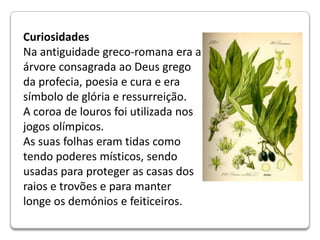 CuriosidadesNa antiguidade greco-romana era a árvore consagrada ao Deus grego da profecia, poesia e cura e era símbolo de glória e ressurreição.A coroa de louros foi utilizada nos jogos olímpicos. As suas folhas eram tidas como tendo poderes místicos, sendo usadas para proteger as casas dos raios e trovões e para manter longe os demónios e feiticeiros.