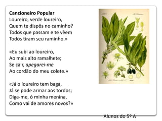Cancioneiro PopularLoureiro, verde loureiro,Quem te dispôs no caminho?Todos que passam e te vêemTodos tiram seu raminho.»«Eu subi ao loureiro,Ao mais alto ramalhete;Se cair, apegarei-meAo cordão do meu colete.»«Já o loureiro tem baga,Já se pode armar aos tordos;Diga-me, ó minha menina,Como vai de amores novos?»                                                                                Alunos do 5º A