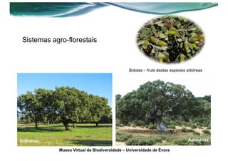 Sistemas agro-florestais
Museu Virtual da Biodiversidade – Universidade de Évora
Sobreiros Azinheiras
Bolotas – fruto destas espécies arbóreas
 