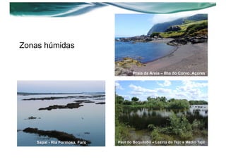 Zonas húmidas
Sapal - Ria Formosa, Faro Paul do Boquilobo – Lezíria do Tejo e Médio Tejo
Praia da Areia – Ilha do Corvo, Açores
 
