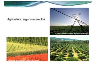 Agricultura: alguns exemplos
Culturas temporárias sequeiro - Serpa Olival
Cultura temporária de regadio - Alentejo
 
