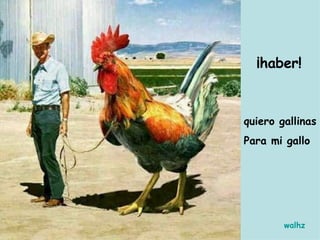 ¡haber! quiero gallinas Para mi gallo walhz 