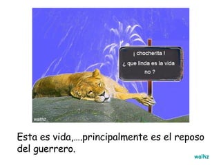 Esta es vida,….principalmente es el reposo del guerrero. walhz 