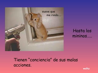 Hasta los mininos….. Tienen “conciencia” de sus malas acciones. walhz 