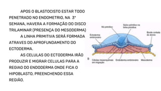 ODONTOLOGIA MORFOFUNCIONAL BUCOMAXILOFACIAL | PDF