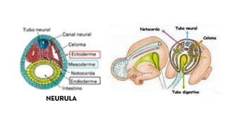 ODONTOLOGIA MORFOFUNCIONAL BUCOMAXILOFACIAL | PDF