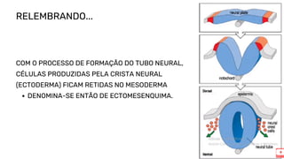 ODONTOLOGIA MORFOFUNCIONAL BUCOMAXILOFACIAL | PDF