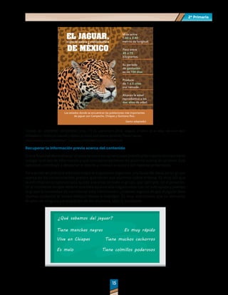 2º Primaria
2º Primaria
15
15
EL JAGUAR,
especie única y emblemática
DE MÉXICO
Mide entre
1.60 a 2.40
metros de longitud.
Pesa entre
45 a 75
kilogramos.
Su periodo
de gestación
es de 100 días
Produce
de 1 a 2 crías
por camada.
Alcanza la edad
reproductiva a los
dos años de edad.
Los estados donde se encuentran las poblaciones más importantes
de jaguar son Campeche, Chiapas y Quintana Roo.
(texto adaptado)
Tomado de: SEMARNAT [@SEMARNAT_mx]. (13 de septiembre 2018). #Jaguar, el señor de la selva, nos hace decir
#VivaMéxico. Ocelotl, en náhuatl, y balam, en maya, esta especie sombrilla [Tweet] twitter.
https://twitter.com/SEMARNAT_mx/status/1040306725247627264?s=20
Recuperar la información previa acerca del contenido
Conlafinalidaddeestablecerunpuenteentrelosaprendizajespreviosylosnuevos,esimportante
indagar qué tipo de información y qué concepciones tienen los alumnos acerca de un tema. Esta
actividad contribuye a despertar el interés y motivar la lectura del material presentado.
Para poner en práctica esta estrategia le sugerimos organizar una lluvia de ideas en su grupo
acerca de los conocimientos previos que tienen sus alumnos sobre el tema. Es muy útil que
la información proporcionada quede a la vista de todo el grupo, por ejemplo, en el pizarrón.
En el momento en que detecte una idea equivocada hágala notar con un subrayado y plantee
al grupo la necesidad de corroborar esta información: ¿Estamos seguros de que el jaguar tiene
muchos cachorros al mismo tiempo? Vamos a investigar. Es muy importante que no demerite
el valor de ninguna participación de los alumnos, sólo la cuestione.
 