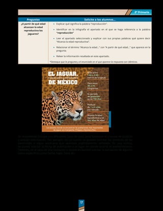 2º Primaria
2º Primaria
17
17
Preguntas Solicite a los alumnos…
¿A partir de qué edad
alcanzan la edad
reproductiva los
jaguares?
	
· Explicar qué significa la palabra “reproducción”.
	
· Identificar en la infografía el apartado en el que se haga referencia a la palabra
“reproducción”
	
· Leer el apartado seleccionado y explicar con sus propias palabras qué quiere decir
“Alcanza la edad reproductiva”.
	
· Relacionar el término “Alcanza la edad…” con “A partir de qué edad…” que aparece en la
pregunta.
	
· Releer la información resaltada en este apartado.
*Destaque que la pregunta y el enunciado en el que aparece la respuesta son idénticos.
EL JAGUAR,
especie única y emblemática
DE MÉXICO
Mide entre
1.60 a 2.40
metros de longitud.
Pesa entre
45 a 75
kilogramos.
Su periodo
de gestación
es de 100 días
Produce
de 1 a 2 crías
por camada.
Alcanza la edad
reproductiva a los
dos años de edad.
Los estados donde se encuentran las poblaciones más importantes
de jaguar son Campeche, Chiapas y Quintana Roo.
(texto adaptado)
Se recomienda trabajar con diferentes tipos de texto para fortalecer el proceso de localizar
y extraer información. Por ejemplo, en un cuento se pueden solicitar los nombres de los
personajes o algún escenario que aparezca explícitamente señalado. En una noticia,
se puede solicitar la fecha de publicación o el lugar en dónde ocurrió el acontecimiento.
También, en el caso de una invitación o recado es factible solicitar la extracción de algunos
datos específicos como fecha, lugar, hora, etc.
 