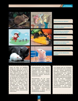 2º Primaria
2º Primaria
31
31
Veamos un ejemplo…
Hace 93 años, un científico
atrapó un ratón en un arroyo
en Etiopía; destacaba como el
más adaptado para vivir en el
agua; tenía incluso un pelaje
resistente al agua y patas largas
y anchas. Este espécimen, que
se encuentra en el Museo Field
de Chicago, es el único de su
género con el que cuenta la
ciencia y los científicos creen
que puede estar extinto. Sin
embargo, un nuevo estudio
ha descubierto a los primos
más cercanos de este ratón
semiacuático, incluidas dos
especies nuevas desconocidas
hasta ahora.
Originariamente, los ratones
son herbívoros (comen hierba
o plantas). Pero existen algunas
especies que han debido
adaptarse a su entorno y se han
convertido ratones omnívoros
(comen de todo).
Normalmente, en las zonas
rurales comen tallos, hojas,
granos, fruta o raíces. También
hay ratones que pueden comer
pequeños grillos, escarabajos
o mariposas. En las ciudades
se alimentan prácticamente
de cualquier cosa, como
desperdicios y sobras de la
comida de los hombres.
Los ratones que se consiguen
más fácilmente como mascotas
son los ratones domésticos.
Mediante cruzamientos se han
ido destacando sus mejores
características en cuanto a
docilidad y variedad de colores.
Dehechoexistenenlaactualidad
cerca de 40 variedades,
como los Himalaya, perlados,
canela, azules o plateados. los
ratones domésticos pueden
ser unas mascotas sumamente
entretenidas y uno puede
pasarse horas mirándolos jugar.
¿Qué comen los ratones?
Descubren una nueva especie
de ratón acuático
Descubren un nuevo ratón
acuático en un arroyo
Hace 93 años un científico
atrapó un ratón de agua
Los ratones como mascotas
Ratones del Himalaya
¿Cómo son los ratones de
ciudad?
 