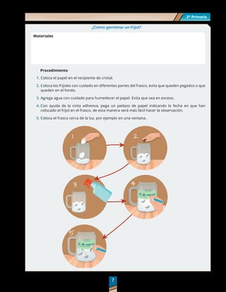 2º Primaria
2º Primaria
7
7
¿Cómo germinar un frijol?
Materiales
1.	Coloca el papel en el recipiente de cristal.
2.	Coloca los frijoles con cuidado en diferentes partes del frasco, evita que queden pegados o que
queden en el fondo.
3.	Agrega agua con cuidado para humedecer el papel. Evita que sea en exceso.
4.	Con ayuda de la cinta adhesiva, pega un pedazo de papel indicando la fecha en que han
colocado el frijol en el frasco, de esta manera será más fácil hacer la observación.
5.	Coloca el frasco cerca de la luz, por ejemplo en una ventana.
Procedimiento
 