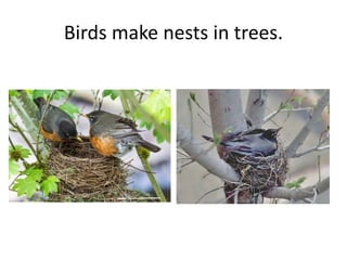 Birds make nests in trees.
 