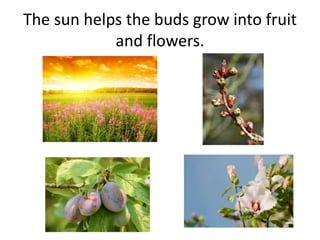 The sun helps the buds grow into fruit
and flowers.
 