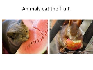 Animals eat the fruit.
 