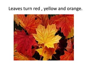 Leaves turn red , yellow and orange.
 
