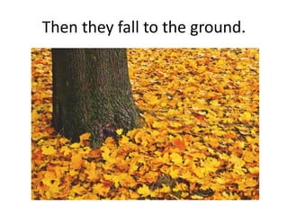 Then they fall to the ground.
 