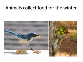 Animals collect food for the winter.
 