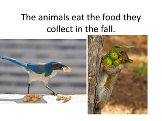 The animals eat the food they
collect in the fall.
 