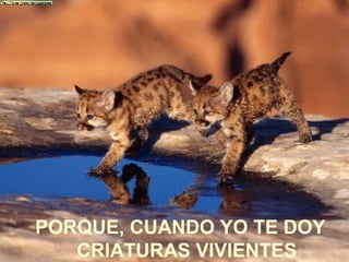 PORQUE, CUANDO YO TE DOY
CRIATURAS VIVIENTES
 