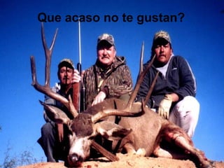 Que acaso no te gustan?
 