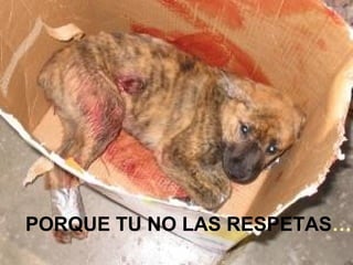 PORQUE TU NO LAS RESPETAS…
 