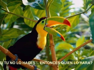 SI TU NO LO HACES… ENTONCES QUIEN LO HARA?
 