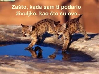 Zašto, kada sam ti podario živuljke, kao što su ove.. 