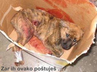 Zar ih ovako poštuješ  … ? 