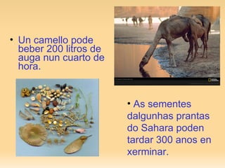 Un camello pode beber 200 litros de auga nun cuarto de hora.  As sementes dalgunhas prantas do Sahara poden tardar 300 anos en xerminar. 