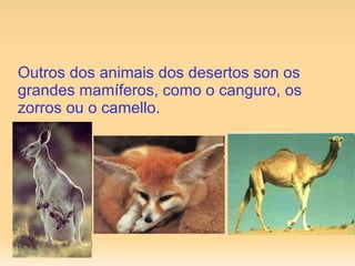 Outros dos animais dos desertos son os grandes mamíferos, como o canguro, os zorros ou o camello. 