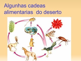 Algunhas cadeas alimentarias  do deserto 