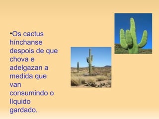 Os cactus hínchanse despois de que chova e adelgazan a medida que van consumindo o líquido gardado.  